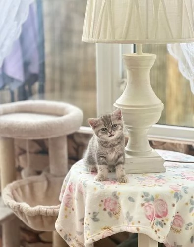 Gattini British Shorthair regalo 