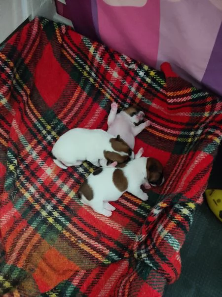 Jack Russel