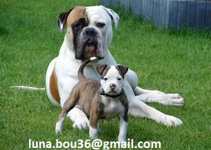 Cuccioli pitbull Disponibili bellissimi cuccioli di pitbull, genitori visibili, i cuccioli sono gia 
