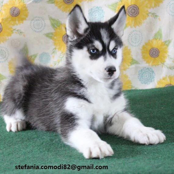 Siberian Husky cuccioli, maschio e femmina contattaci tramite l'indirizzo email presente sulla foto 