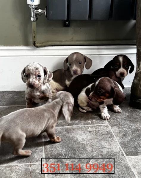 Regala un cucciolo di Bassotto maschio e uno femmina