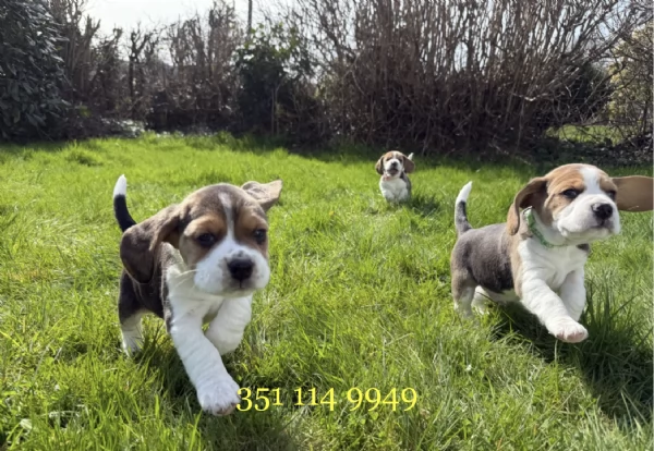 Regala un cucciolo di Beagle maschio e uno femmina