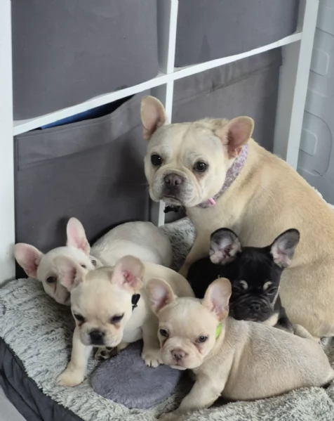 Regala un cucciolo di Bulldog francese maschio e uno femmina | Foto 1