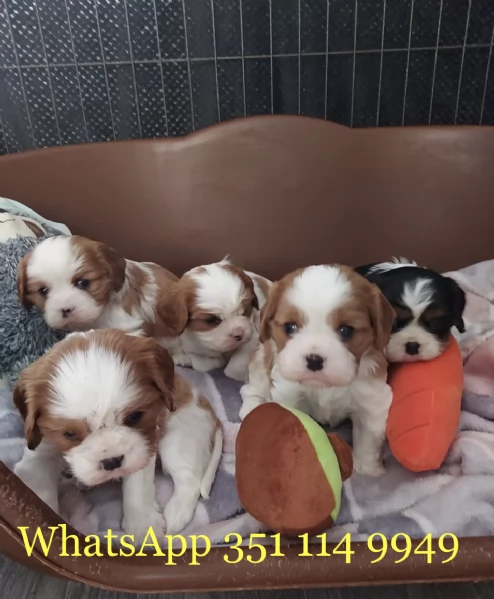 Regala un cucciolo di Cavalier King maschio e uno femmina | Foto 0