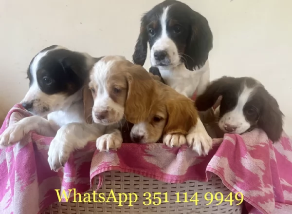 Regala un cucciolo di Cocker Spaniel Inglese maschio e uno femmina