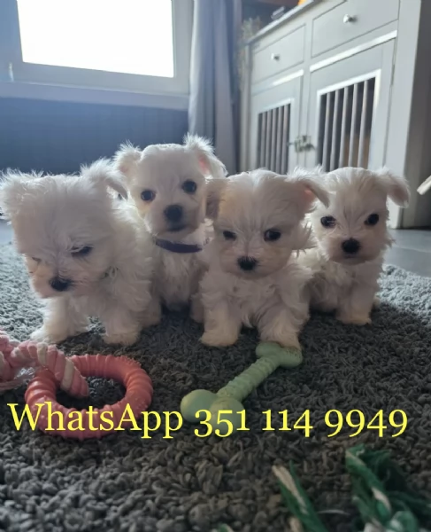 Regala un cucciolo di Maltese maschio e uno femmina