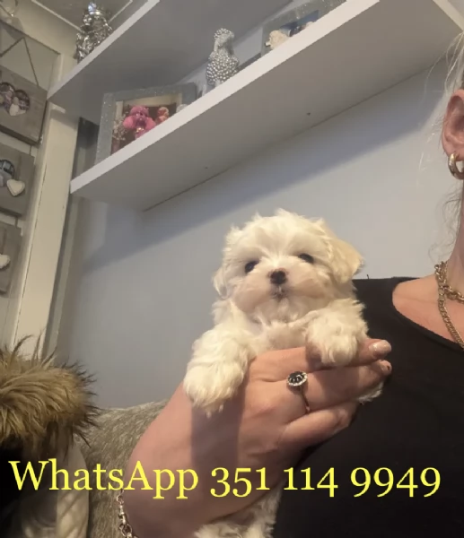 Regala un cucciolo di Maltese maschio e uno femmina | Foto 1