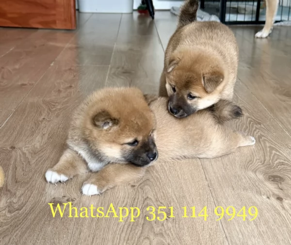 Regala un cucciolo di Shiba Inu maschio e uno femmina | Foto 1