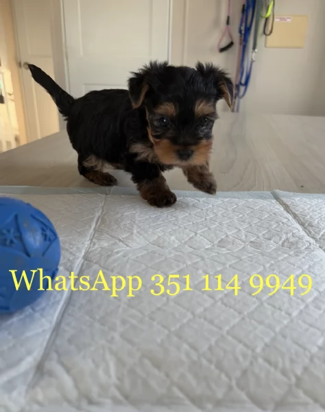 Regala un cucciolo di Yorkshire maschio e uno femmina | Foto 1