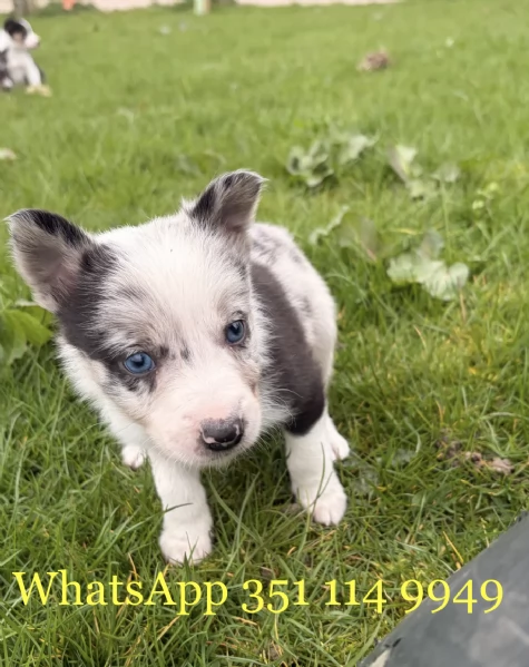 Regala un cucciolo di Bearded Collie maschio e uno femmina | Foto 1