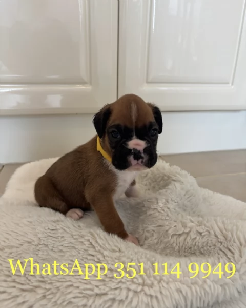 Regala un cucciolo di Boxer maschio e uno femmina | Foto 1