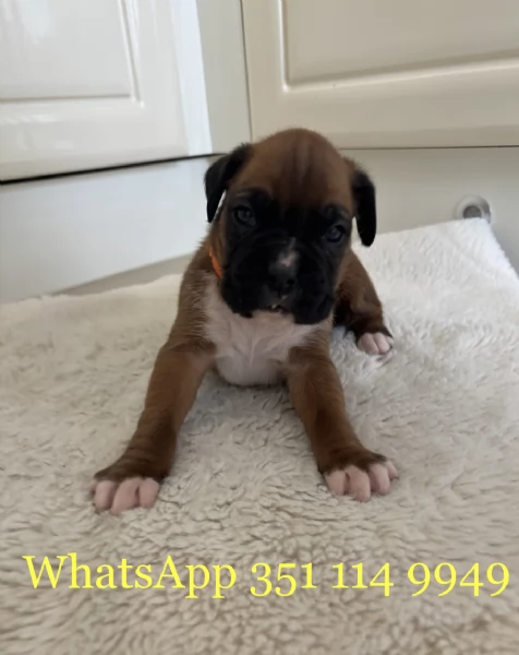 Regala un cucciolo di Boxer maschio e uno femmina | Foto 0