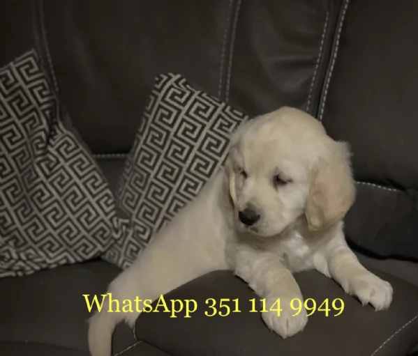 Regala un cucciolo di Golden Retriever maschio e uno femmina | Foto 0