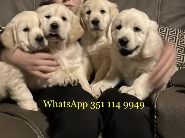 Regala un cucciolo di Golden Retriever maschio e uno femmina