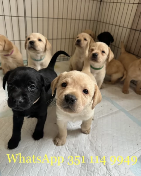 Regala un cucciolo di Labrador maschio e uno femmina | Foto 2