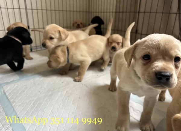 Regala un cucciolo di Labrador maschio e uno femmina | Foto 1