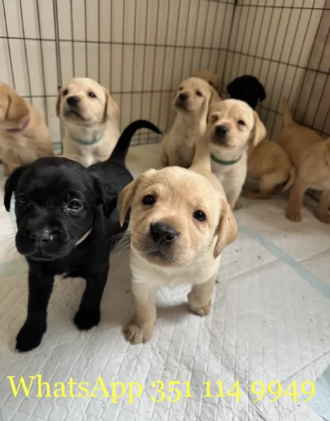 Regala un cucciolo di Labrador maschio e uno femmina | Foto 0