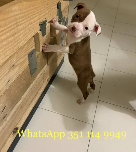 Regala un cucciolo di Pitbull maschio e uno femmina | Foto 0