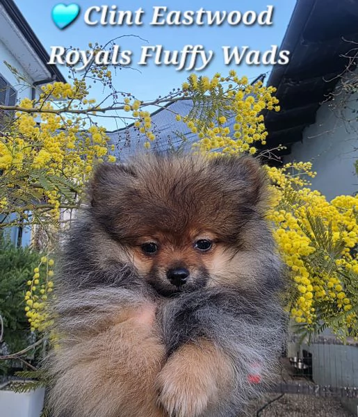 Cucciolo di spitz tedesco piccolo 