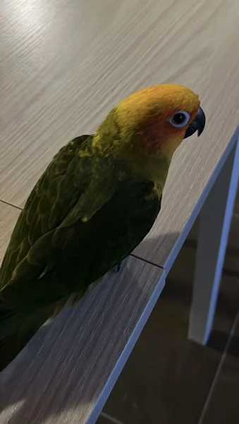 Conuro del Sole | Foto 1