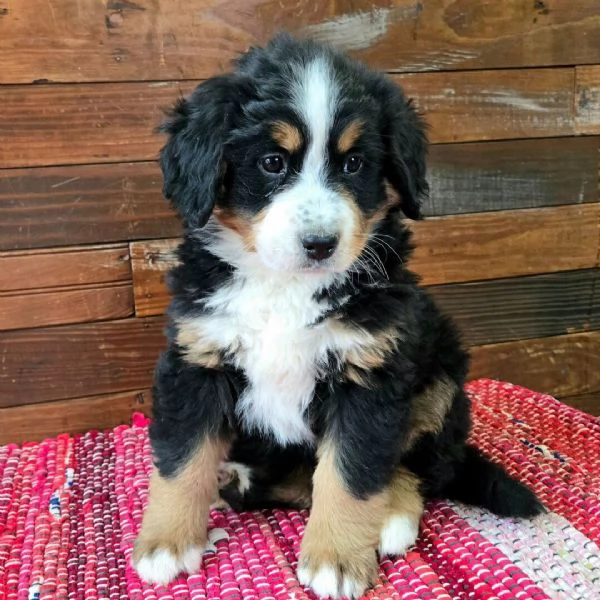 Bellissimi cuccioli di Bovaro del Bernese