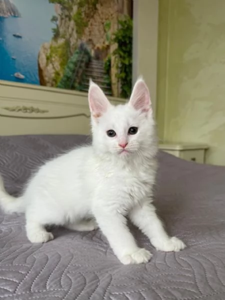 Disponibili Cuccioli di Maine coon!! | Foto 0