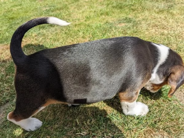 Splendidi cuccioli di beagle tricolore di razza pura