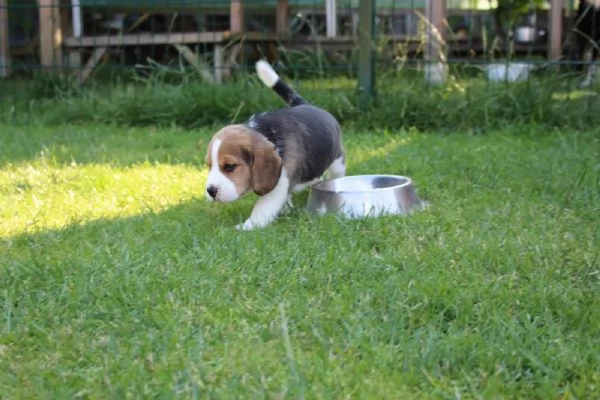 Splendidi cuccioli di Beagle di razza pura, tricolore, allevati in casa. | Foto 0
