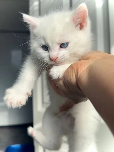 Gattini BSH sicuri di s&eacute; regalo 