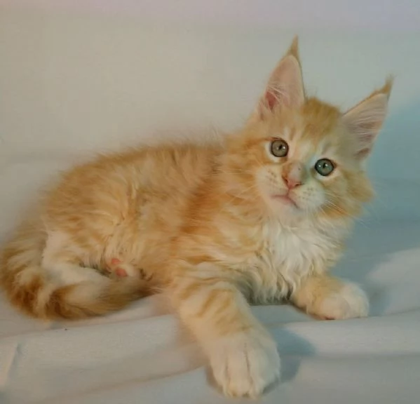 Cuccioli Maine Coon maschi e femmine!! | Foto 0