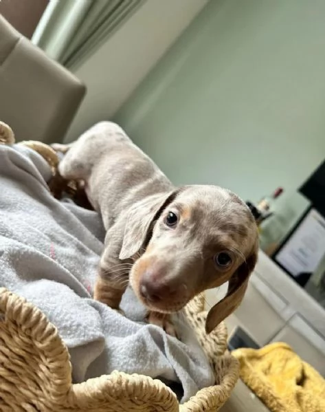 Cuccioli di bassotto nano Arlecchino | Foto 0