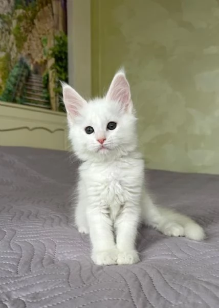 Cuccioli di Maine coon!!