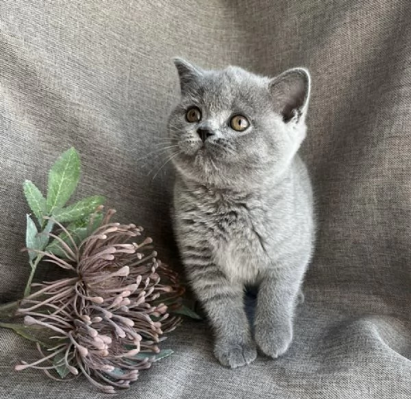 Bellissime cucciolate di british shorthair | Foto 0