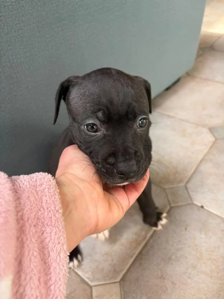 Cuccioli pitbull  | Foto 6