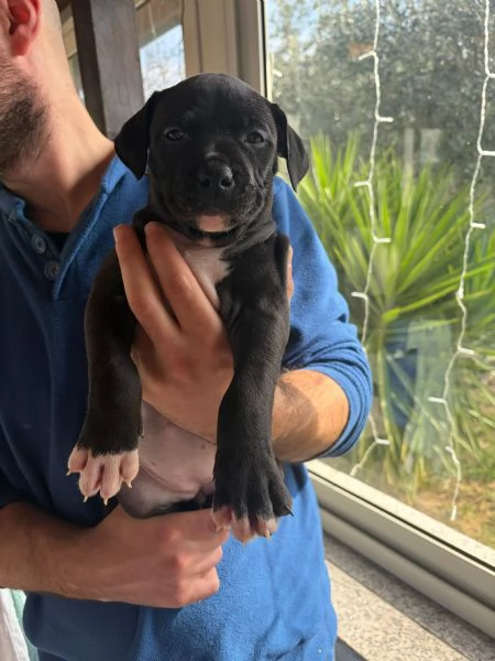 Cuccioli pitbull  | Foto 5