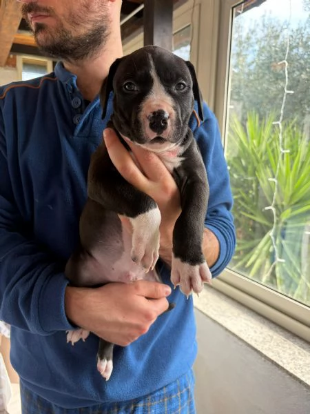 Cuccioli pitbull  | Foto 4