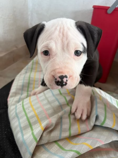 Cuccioli pitbull  | Foto 3