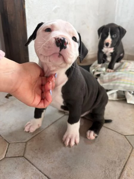 Cuccioli pitbull  | Foto 2