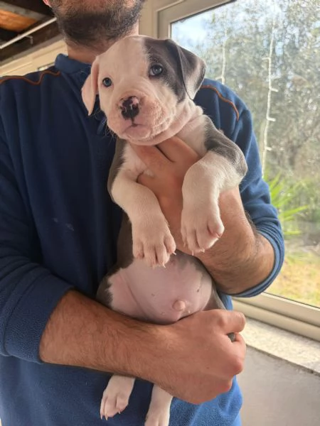 Cuccioli pitbull 
