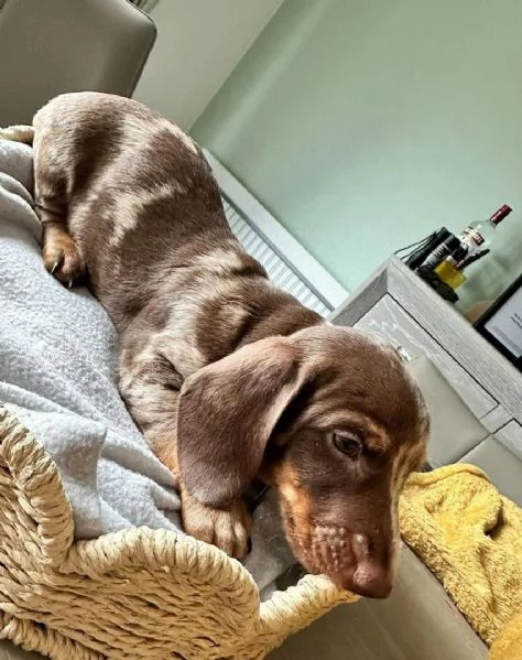 Splendidi cuccioli di Bassotto Nano | Foto 1