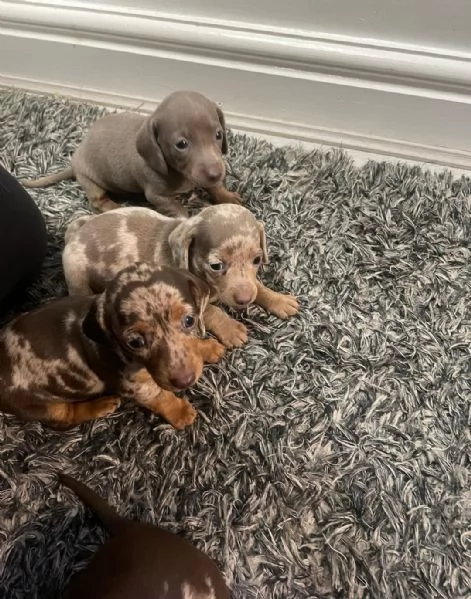 Splendidi cuccioli di Bassotto Nano | Foto 5