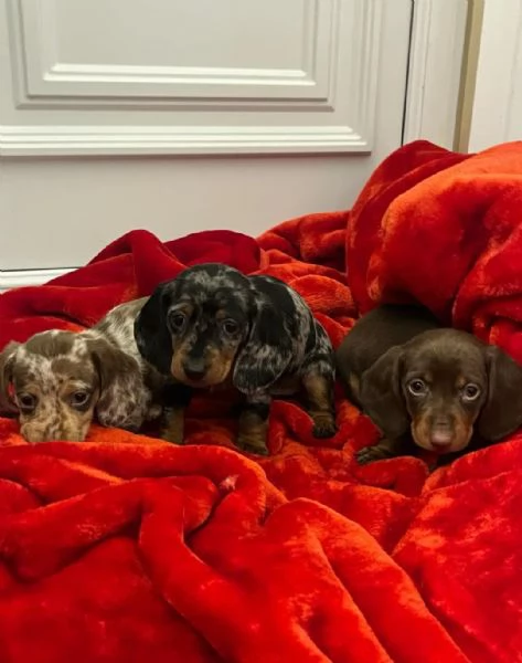 Splendidi cuccioli di Bassotto Nano | Foto 3