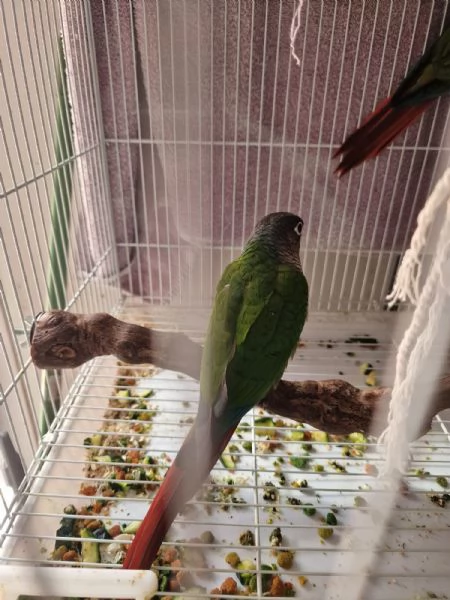 Pappagalli pyrrhura molinae (conuri guance verdi) | Foto 6