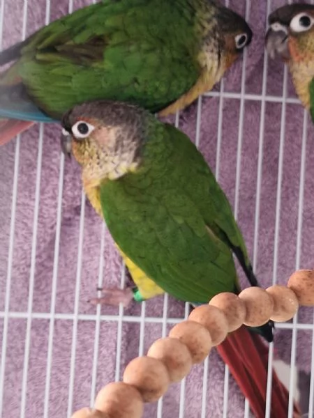 Pappagalli pyrrhura molinae (conuri guance verdi) | Foto 5