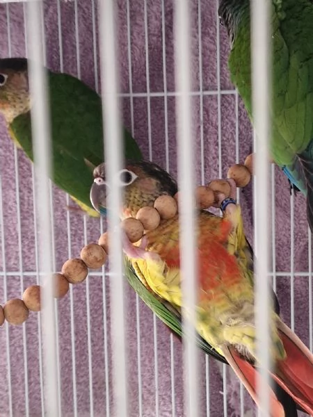 Pappagalli pyrrhura molinae (conuri guance verdi) | Foto 4