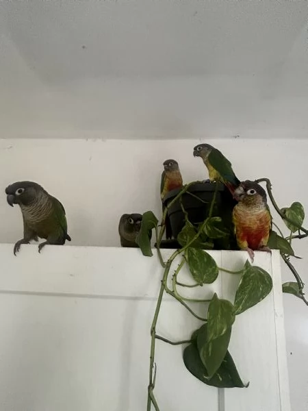 Pappagalli pyrrhura molinae (conuri guance verdi)