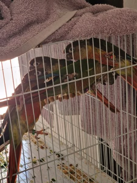 Pappagalli pyrrhura molinae (conuri guance verdi) | Foto 3