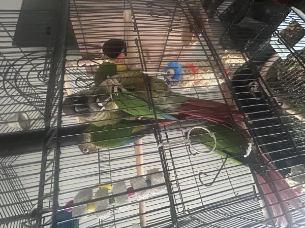 Pappagalli pyrrhura molinae (conuri guance verdi) | Foto 2