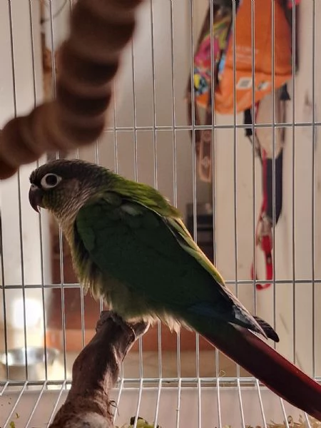 Pappagalli pyrrhura molinae (conuri guance verdi) | Foto 0