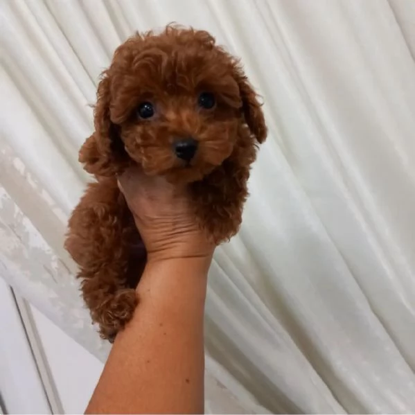 barboncino in adozione | Foto 0